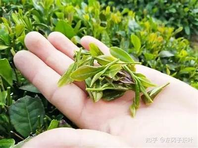 如何提升茶叶的品质和口感？深度解析制茶方法与策略